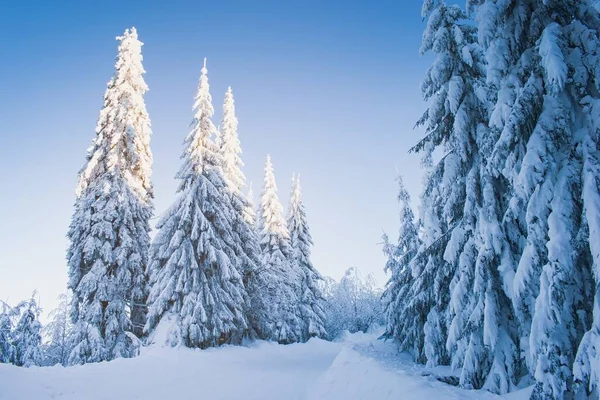 Inverno Bonito Paisagem Nevada Floresta — Fotografia de Stock