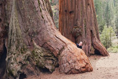 Sequoia & Kings Canyon Ulusal Parkları, Kaliforniya ABD. Dev sekoiaların arasında saklanan erkek turist.