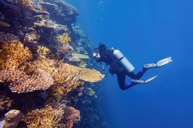 Mercan duvarının yanında dalgıç renkli mercan resiflerini fotoğraflıyor.