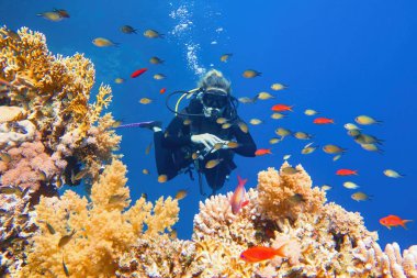 Skuba dalgıcı güzel mercan resiflerine hayran renkli mercan balıklarıyla çevrili..