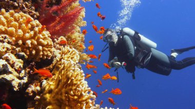 Skuba dalgıcı güzel renkli mercan resiflerine hayran.