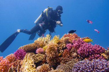 Skuba dalgıcı, sert mercanların çeşitliliği ile güzel, sağlıklı mercan resiflerini kontrol ediyor.