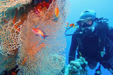 İnsan dalgıcı ve güzel deniz yelpaze (gorgonia) mercan ve kırmızı mercan balığı Anthias yakın çekim.