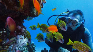 Dalgıç ve renkli mercan balığı sürüsü