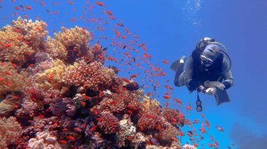 Skuba dalgıcı güzel renkli mercan resiflerine hayran.