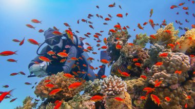 Tropikal mercan resifinin yakınında güzel kırmızı mercan balığı sürüsüyle (Anthias) çevrili dalgıç.