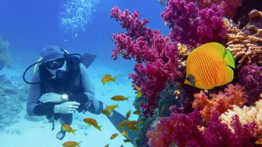 Mercan resifinin yanında scuba dalgıcı. Güzel mor yumuşak mercanlar ve sarı kelebek balıklarıyla.