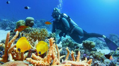 Güzel mercan resiflerine ve birkaç güzel sarı mercan balığına hayran olan bir kadın dalgıç.