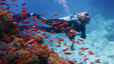Güzel mercan resiflerinin yakınında dalış yapan bir kadın. Etrafı güzel kırmızı mercan balığı sürüsüyle çevrili.