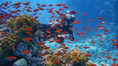 Güzel mercan resiflerinin yakınında dalış yapan bir kadın. Etrafı güzel kırmızı mercan balığı sürüsüyle çevrili.