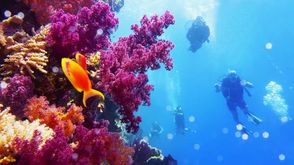 Pared Submarina Con Alcance Púrpura Suave Crecimiento Coral Buceadores Fondo — Foto de Stock