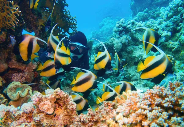 Hombre Buceador Admirando Cardumen Hermosas Bannerfish Cerca Arrecife Coral Heniochus —  Fotos de Stock