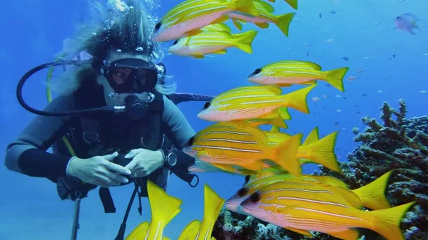 Donna Subacquea Con Branco Bellissimi Pesci Corallo Giallo — Foto Stock