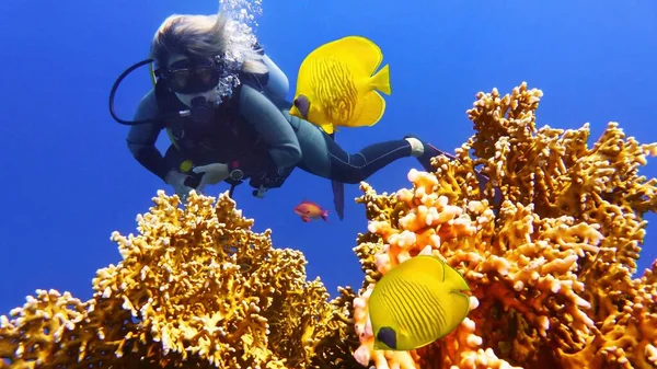 Женщина Ныряльщица Косяком Красивых Желтых Коралловых Рыб — стоковое фото