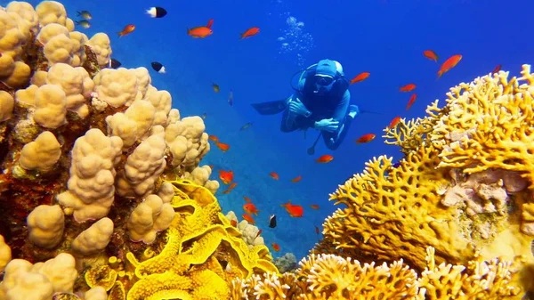 Hombre Buceador Cerca Hermosos Arrecifes Coral Colores — Foto de Stock