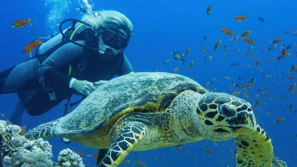 Водолазная Женщина Морской Черепахой — стоковое фото