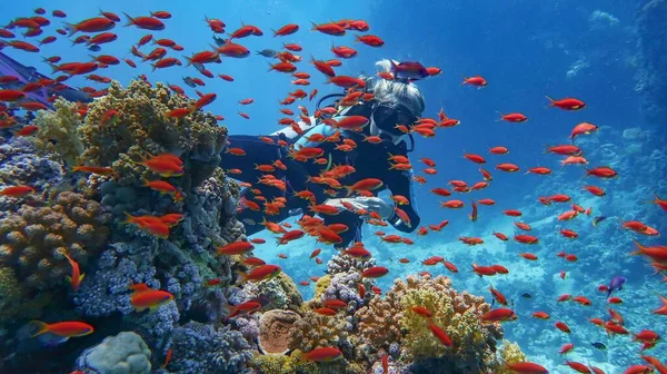 Женщина Ныряльщица Возле Красивого Кораллового Рифа Окружении Косяка Красивых Красных — стоковое фото