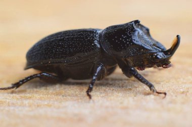 Sinodendron silindiri, gergedan geyik böceği, siyah erkek böcek.