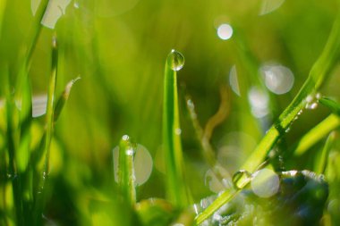 Taze yeşil çimlerde sabah çiği damlaları, sabah bulanık ışığı