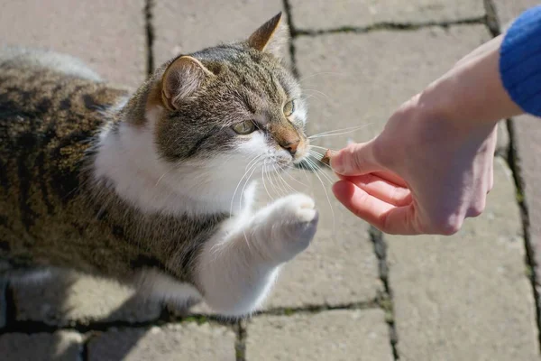 Vrouw Voeden Eenzaam Schattig Kat Straat — Stockfoto