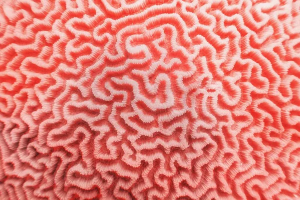 Fondo Abstracto Color Coral Moda Textura Orgánica Del Coral Cerebral — Foto de Stock