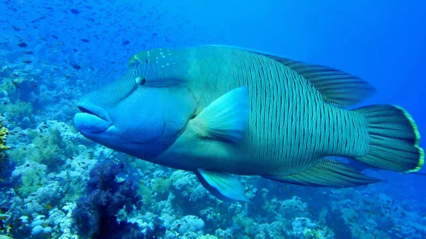 Napoleon Wrasse Vis Zee — Stockfoto