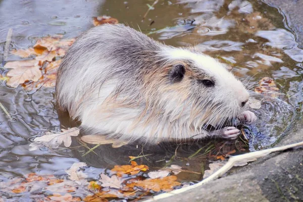 Дикие Питательные Вещества Естественном Пруду Myocastor Coypus — стоковое фото