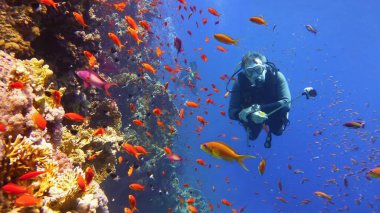 Güzel renkli mercan resiflerinin yanında insan dalgıcı