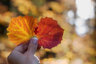 Güneşe doğru renkli yapraklar yükseltiyor. Doğa kavramıyla temas, ruh ve temas..