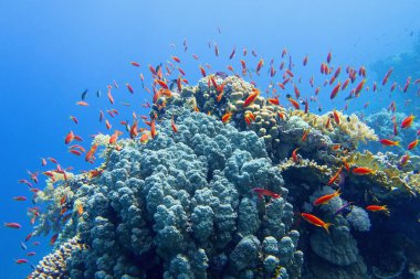 Kırmızı mercan balığı sürüsüyle güzel tropikal mercan resifleri.