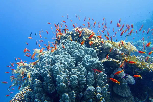 Beau Récif Corallien Tropical Avec Haut Fond Poissons Coralliens Rouges — Photo