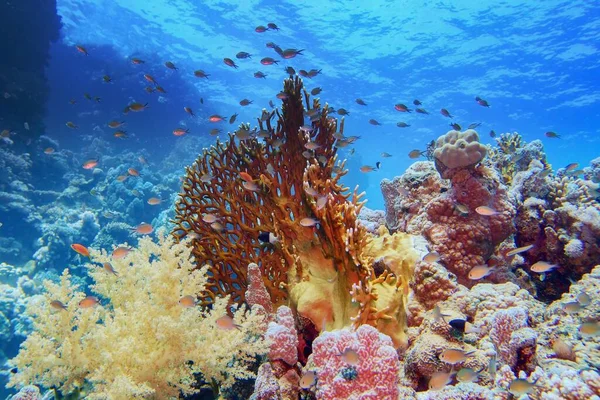 Belo Recife Coral Tropical Com Diversos Corais Duros Macios Cardumes — Fotografia de Stock