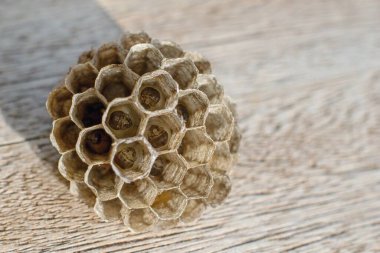 Larvalı Avrupa kağıt arısı yuvası - Polistes dominula