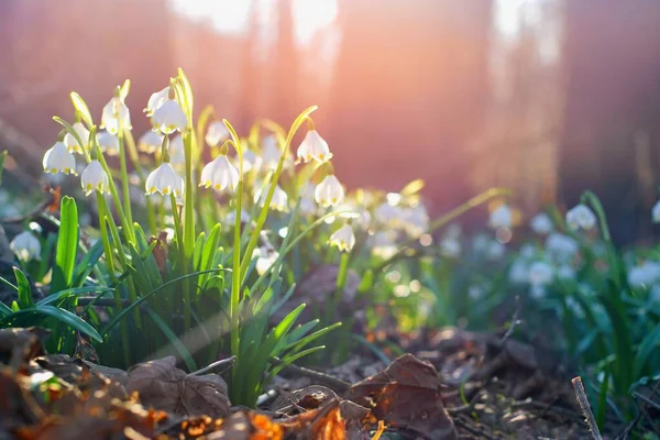 Voorjaarsbloemen Het Stralende Zonlicht Leucojum Vernum Genaamd Lente Sneeuwvlok — Stockfoto