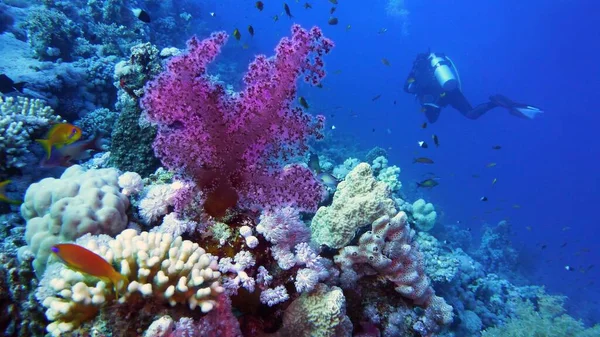 Pared Submarina Con Alcance Púrpura Suave Crecimiento Coral Buceadores Fondo — Foto de Stock