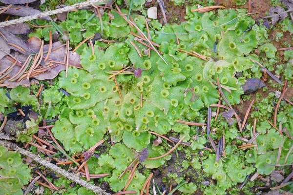 緑の苔 マルカンティア多形 — ストック写真