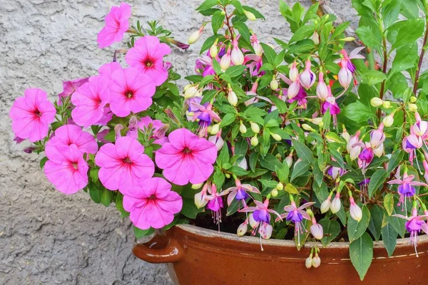 Sorter Petunia Surfinia Och Fuchsia Blommor Potten — Stockfoto