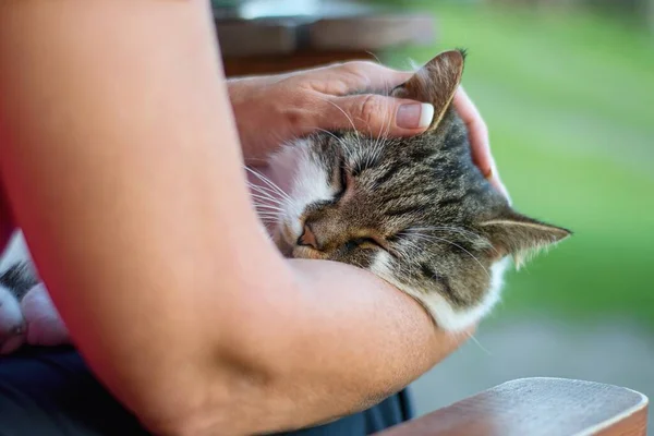 Mulher Ternamente Acariciando Gato Segurando Cabeça Mãos — Fotografia de Stock