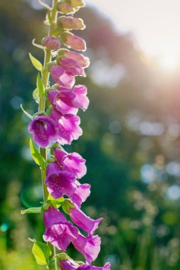 Güzel Digitalis Purpurea çiçeği (Tilki parıldar) sabah ışığında