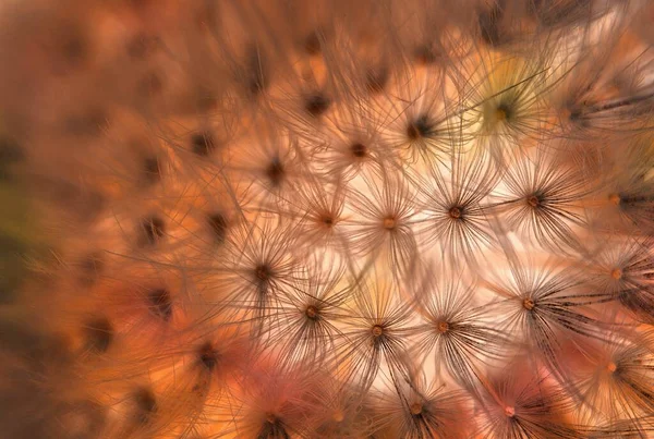 Abstrakt Bakgrund Dandylion Blomma Närbild — Stockfoto