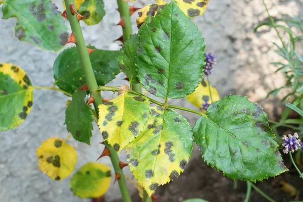 Diplocarpon Rosae Enfermedad Del Punto Negro Rosa — Foto de Stock