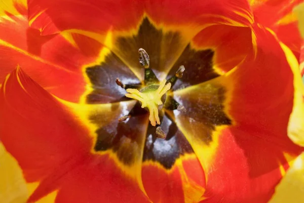 Schöne Rote Tulpe Aus Nächster Nähe Staubgefäße Detail — Stockfoto