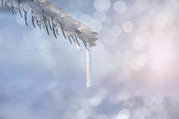 Zimowa Gałąź Błyszczącym Rozmytym Śnieżnym Tle — Zdjęcie stockowe