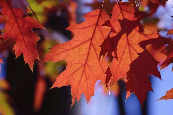 Beautiful autumnal red colored oak leaves in the forest