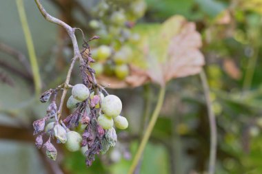 Bitki hastalığı Peronospora (Plasmopara viticola) ayrıca üzüm küfü olarak da bilinir..