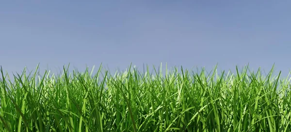 Sabah güneşi yeşil çayırlarda parlıyor.