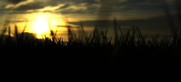 Sabah güneşi yeşil çayırlarda parlıyor.