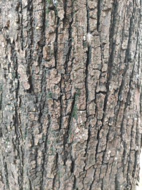 Ağaç kabuğu en dıştaki ağaç gövdesi ve odunsu bitkilerin kökleridir. Kabuklu bitkiler arasında ağaçlar, odunsu sarmaşıklar ve çalılar vardır..