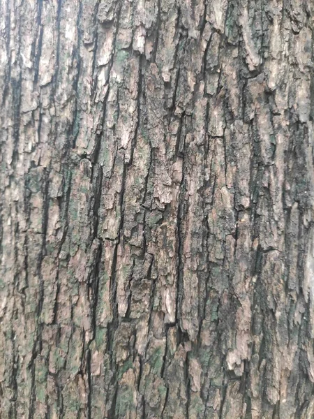 Ağaç Kabuğu Dıştaki Ağaç Gövdesi Odunsu Bitkilerin Kökleridir Kabuklu Bitkiler — Stok fotoğraf