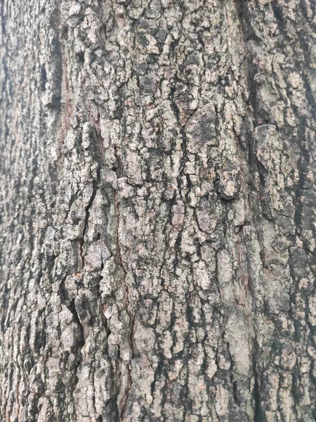 Ağaç kabuğu en dıştaki ağaç gövdesi ve odunsu bitkilerin kökleridir. Kabuklu bitkiler arasında ağaçlar, odunsu sarmaşıklar ve çalılar vardır..